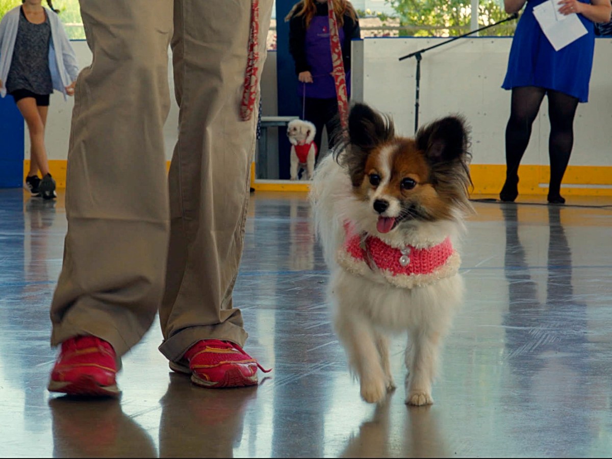 Puttin’ on the dog … the Elder Dog that is